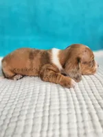 Toffee, a male Miniature Dachshund for sale in Boyden, IA – Photo 2 of 4