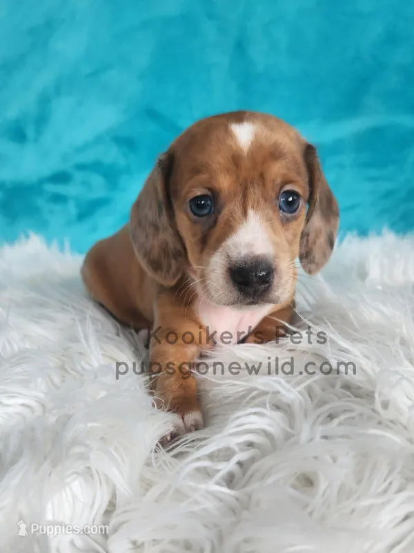 Toffee – Miniature Dachshund puppy for sale in Boyden, IA