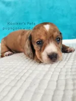 Toffee, a male Miniature Dachshund for sale in Boyden, IA – Photo 3 of 4