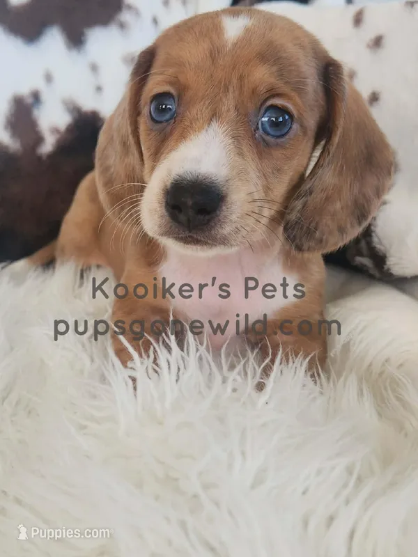Toffee – Miniature Dachshund puppy for sale in Boyden, IA