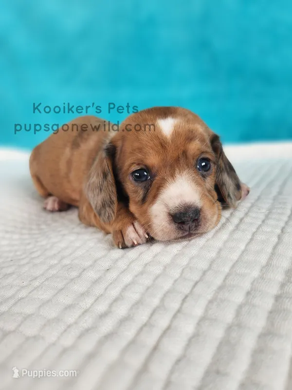 Toffee – Miniature Dachshund puppy for sale in Boyden, IA