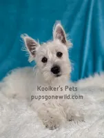 AKC Mira Sale, a female West Highland White Terrier for sale in Boyden, IA – 6 of 6