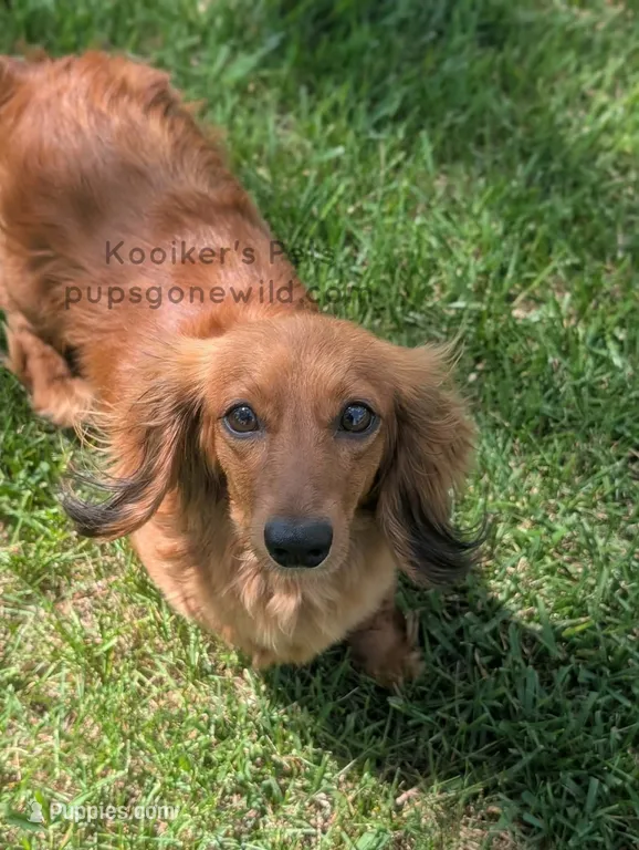 Tatum – Miniature Dachshund puppy for sale in Boyden, IA