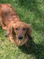 Tatum, a female Miniature Dachshund for sale in Boyden, IA – 1 of 4
