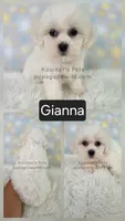 Gianna, a female Shichon for sale in Boyden, IA – 1 of 1