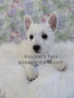 AKC - Eleanor Sale, a female West Highland White Terrier for sale in Boyden, IA – 3 of 5