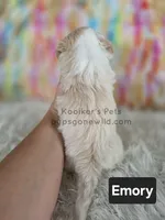 Emory, a male Bichon Frise and Shih Tzu for sale in Boyden, IA – 5 of 6