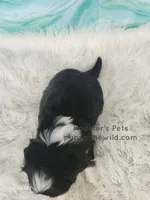 Paxton, a male Bichon Frise and Shih Tzu for sale in Boyden, IA – 3 of 3