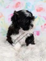 Izzy, a female Bichon Frise and Shih Tzu for sale in Boyden, IA – 4 of 4