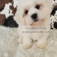 Owen-SALE, a male Shichon for sale in Boyden, IA – Photo 1 of 4