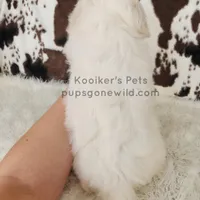 Owen-SALE, a male Shichon for sale in Boyden, IA – Photo 4 of 4