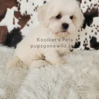 Owen-SALE, a male Shichon for sale in Boyden, IA – Photo 3 of 4