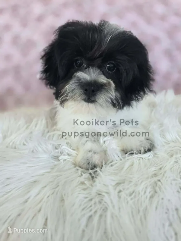 Clara – Bichon Frise, Shih Tzu puppy for sale in Boyden, IA