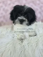 Clara, a female Bichon Frise and Shih Tzu for sale in Boyden, IA – 1 of 2
