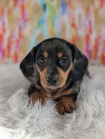 Fudge, a male Miniature Dachshund for sale in Boyden, IA – Photo 5 of 5