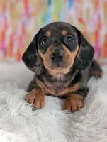 Fudge, a male Miniature Dachshund for sale in Boyden, IA – Photo 2 of 5