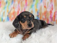 Fudge, a male Miniature Dachshund for sale in Boyden, IA – Photo 1 of 5