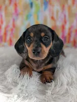 Fudge, a male Miniature Dachshund for sale in Boyden, IA – Photo 3 of 5