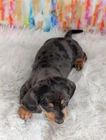 Fudge, a male Miniature Dachshund for sale in Boyden, IA – Photo 4 of 5