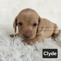 Clyde, a male Miniature Dachshund for sale in Boyden, IA – 3 of 4