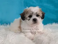 Happy, a male Bichon Frise and Shih Tzu for sale in Boyden, IA – 2 of 3