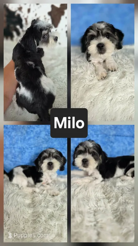 Milo – Shichon puppy for sale in Boyden, IA