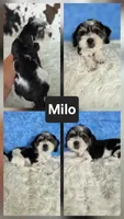 Milo, a male Shichon for sale in Boyden, IA – 1 of 1