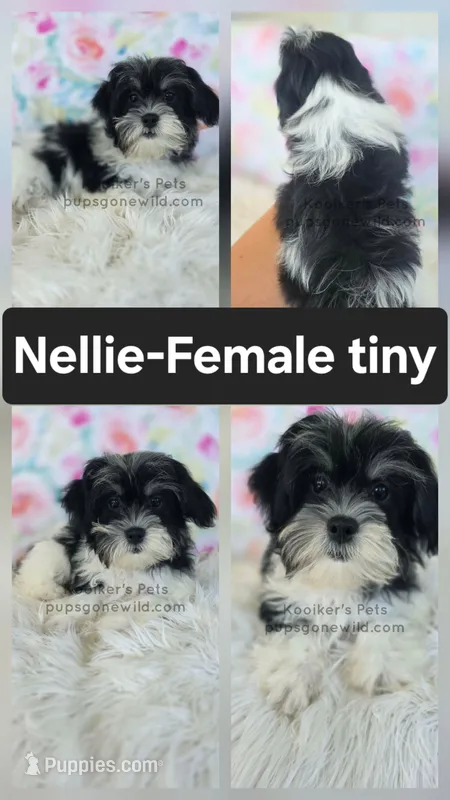 Nellie – Bichon Frise, Shih Tzu puppy for sale in Boyden, IA