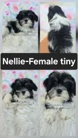 Nellie, a female Bichon Frise and Shih Tzu for sale in Boyden, IA – 1 of 1