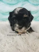 Paxton, a male Bichon Frise and Shih Tzu for sale in Boyden, IA – 2 of 3