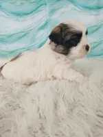 Prince, a male Bichon Frise and Shih Tzu for sale in Boyden, IA – 3 of 4