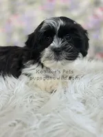 Marley, a female Shichon for sale in Boyden, IA – Photo 1 of 4