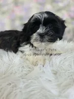 Marley, a female Shichon for sale in Boyden, IA – Photo 3 of 4