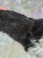 Marley, a female Shichon for sale in Boyden, IA – Photo 4 of 4