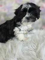 Marley, a female Shichon for sale in Boyden, IA – Photo 2 of 4