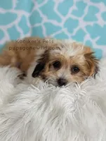 Memphis, a male Shichon for sale in Boyden, IA – Photo 2 of 3