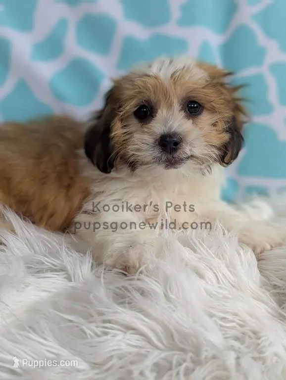 Memphis – Shichon puppy for sale in Boyden, IA