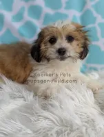 Memphis, a male Shichon for sale in Boyden, IA – Photo 1 of 3