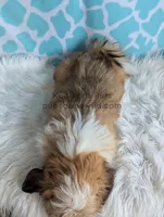 Memphis, a male Shichon for sale in Boyden, IA – Photo 3 of 3