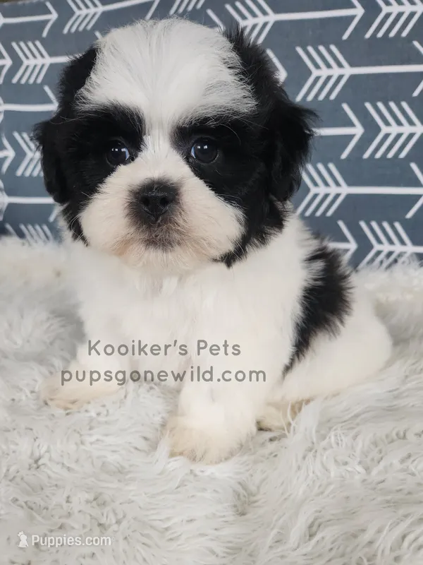 Liam – Bichon Frise, Shih Tzu puppy for sale in Boyden, IA