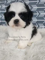 Liam, a male Bichon Frise and Shih Tzu for sale in Boyden, IA – 1 of 4