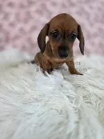 Harper, a female Miniature Dachshund for sale in Boyden, IA – 2 of 4