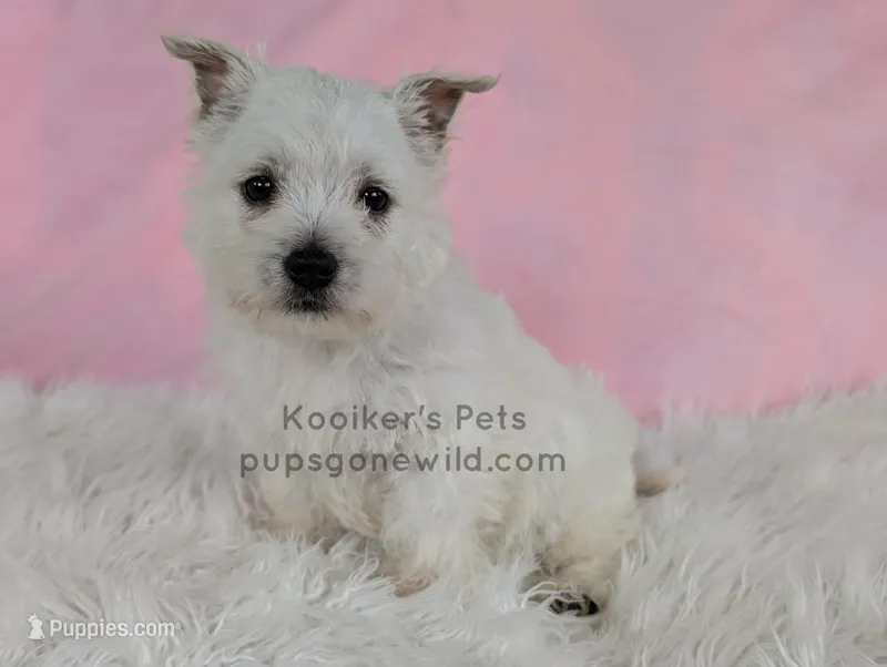 Anastasia – West Highland White Terrier puppy for sale in Boyden, IA