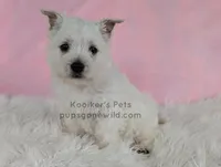 Anastasia, a female West Highland White Terrier for sale in Boyden, IA – 1 of 4