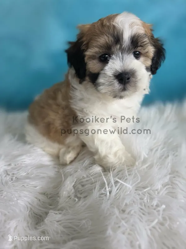 Anderson – Bichon Frise, Shih Tzu puppy for sale in Boyden, IA