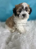 Anderson, a male Bichon Frise and Shih Tzu for sale in Boyden, IA – 1 of 3