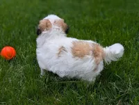 Prince - SALE, a male Bichon Frise and Shih Tzu for sale in Boyden, IA – 3 of 3