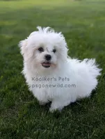 Brimsley-SALE, a male Shichon for sale in Boyden, IA – 6 of 7