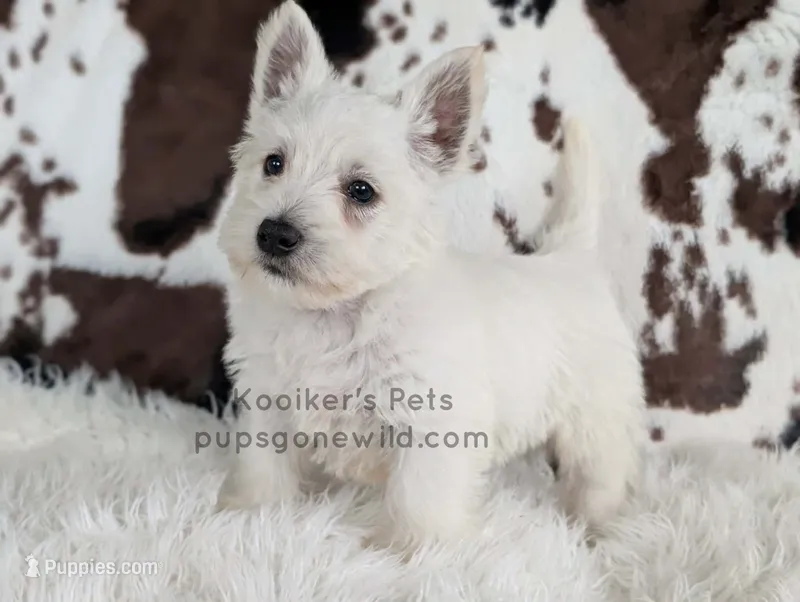 Bartok – West Highland White Terrier puppy for sale in Boyden, IA