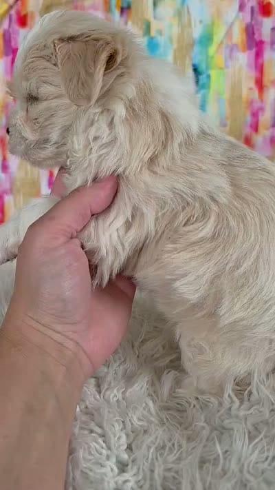 Emory, a male Bichon Frise and Shih Tzu for sale in Boyden, IA – 6 of 6